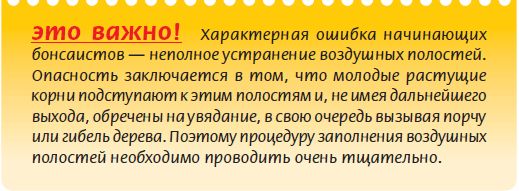 Мария Згурская - Бонсай