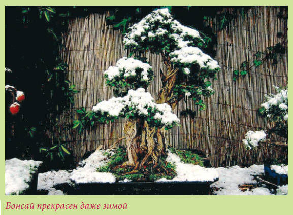 Мария Згурская - Бонсай