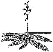 Марк Махлин, Людмила Солоницына - Аквариум в школе