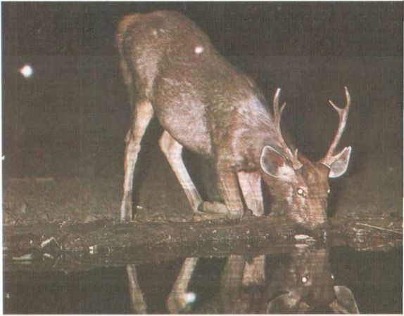 Бернгард Гржимек - От кобры до медведя гризли