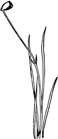 Эдвард Лир - Чистый nonsense (сборник)