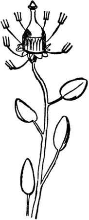 Эдвард Лир - Чистый nonsense (сборник)