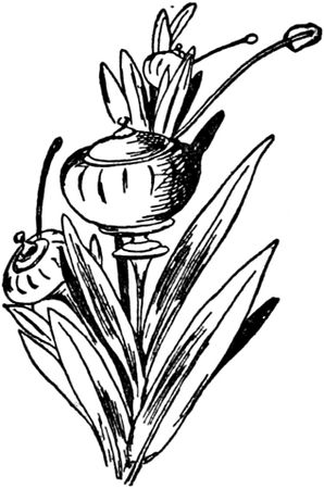 Эдвард Лир - Чистый nonsense (сборник)