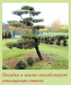 Мария Згурская - Бонсай