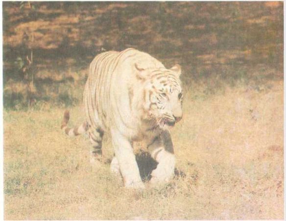 Бернгард Гржимек - От кобры до медведя гризли