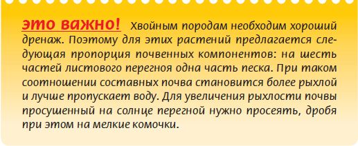 Мария Згурская - Бонсай