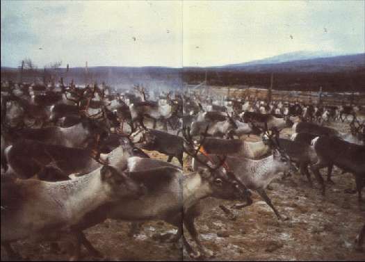 Карло Маури - Когда риск - это жизнь!