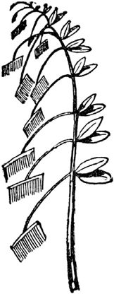 Эдвард Лир - Чистый nonsense (сборник)