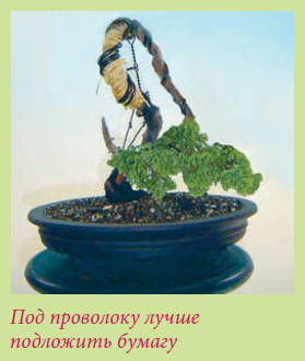 Мария Згурская - Бонсай