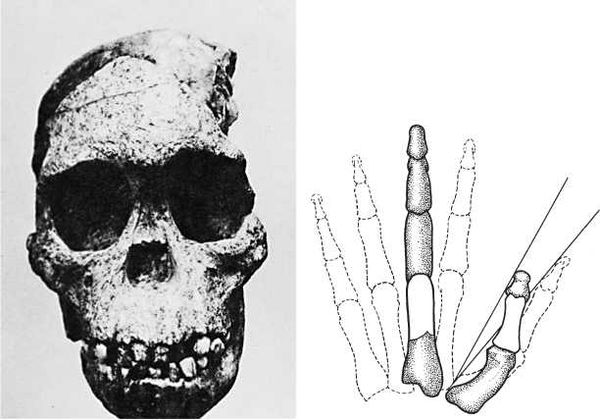 Джейкоб Броновски - Восхождение человечества