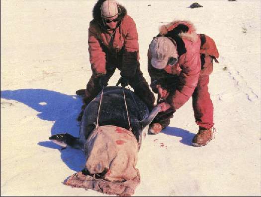 Карло Маури - Когда риск - это жизнь!