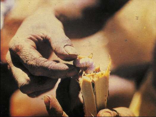 Карло Маури - Когда риск - это жизнь!