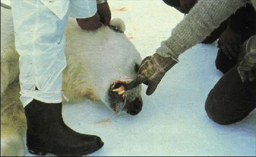 Карло Маури - Когда риск - это жизнь!