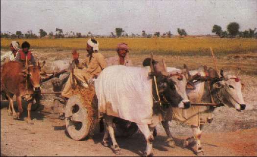 Карло Маури - Когда риск - это жизнь!