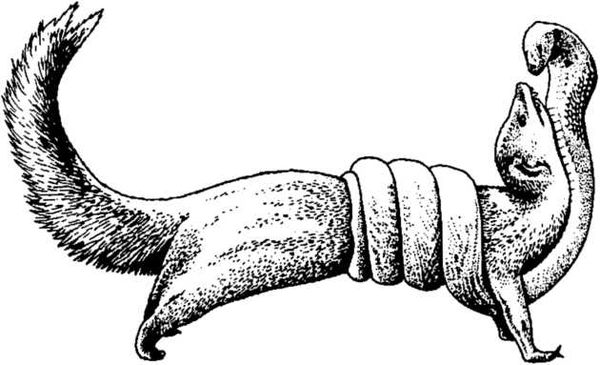 Бернгард Гржимек - От кобры до медведя гризли