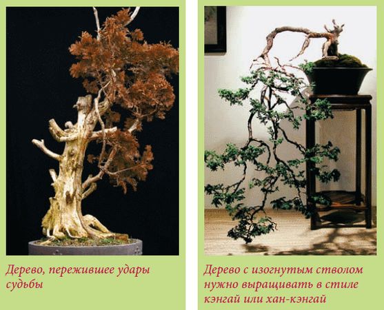 Мария Згурская - Бонсай