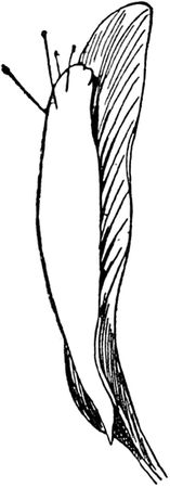 Эдвард Лир - Чистый nonsense (сборник)