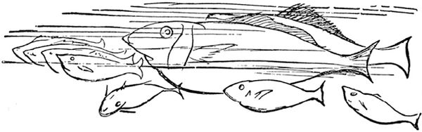 Эдвард Лир - Чистый nonsense (сборник)