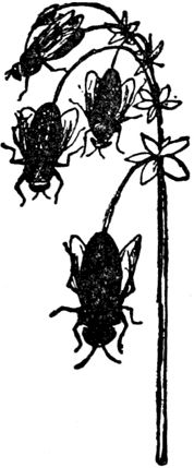 Эдвард Лир - Чистый nonsense (сборник)