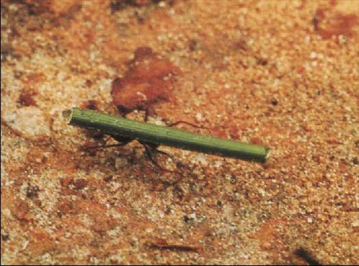 Карло Маури - Когда риск - это жизнь!