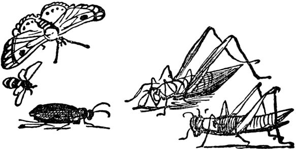 Эдвард Лир - Чистый nonsense (сборник)