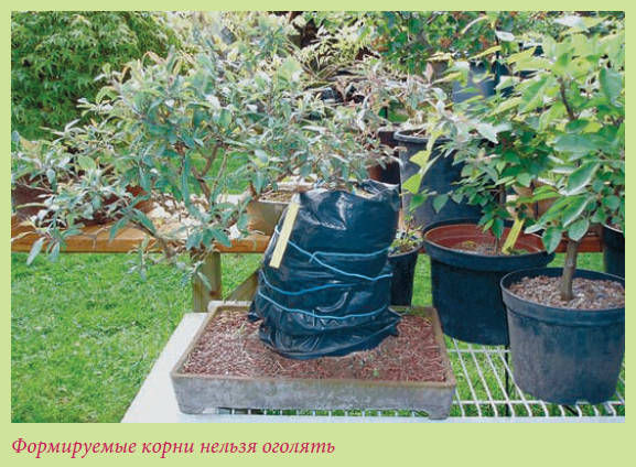 Мария Згурская - Бонсай