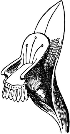 Эдвард Лир - Чистый nonsense (сборник)