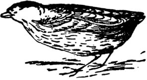 Эдвард Лир - Чистый nonsense (сборник)