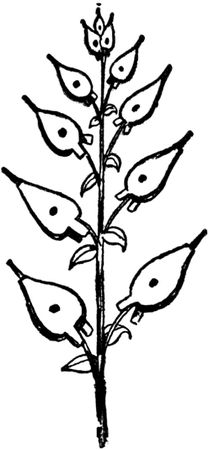 Эдвард Лир - Чистый nonsense (сборник)