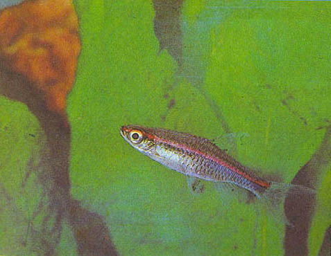 Марк Махлин, Людмила Солоницына - Аквариум в школе