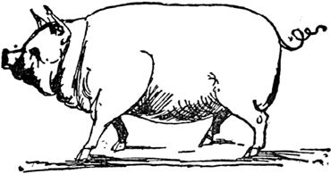 Эдвард Лир - Чистый nonsense (сборник)