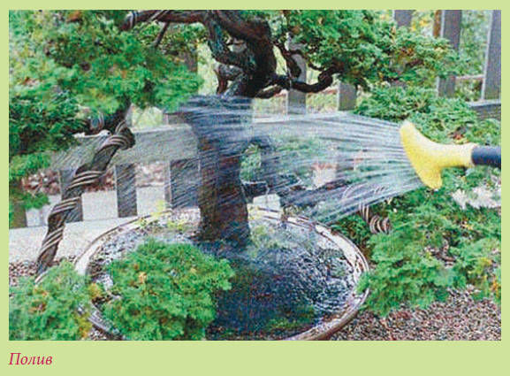 Мария Згурская - Бонсай