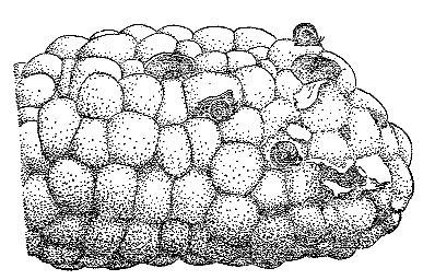 Марк Махлин, Людмила Солоницына - Аквариум в школе