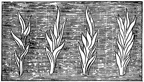 Майкл Фарадей - История свечи