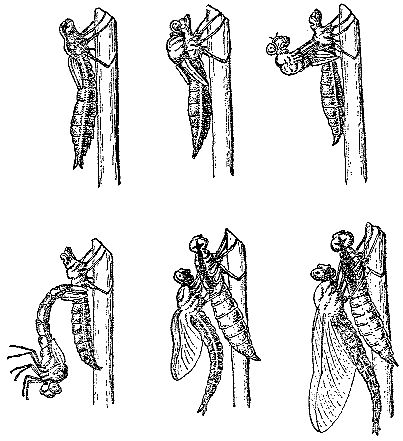 Марк Махлин, Людмила Солоницына - Аквариум в школе