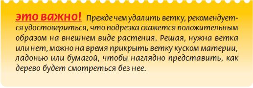 Мария Згурская - Бонсай