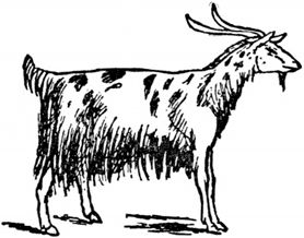 Эдвард Лир - Чистый nonsense (сборник)