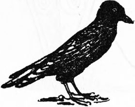 Эдвард Лир - Чистый nonsense (сборник)