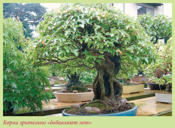 Мария Згурская - Бонсай