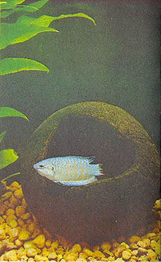 Марк Махлин, Людмила Солоницына - Аквариум в школе