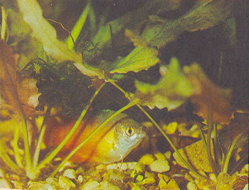 Марк Махлин, Людмила Солоницына - Аквариум в школе