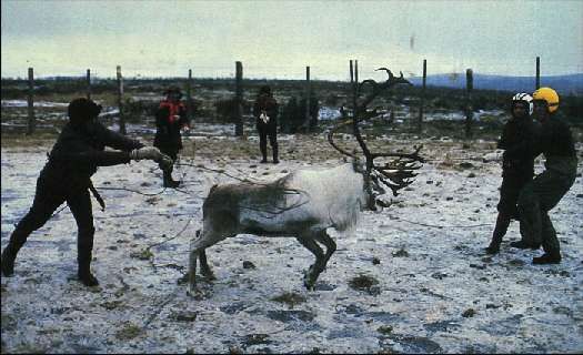 Карло Маури - Когда риск - это жизнь!