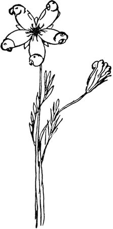 Эдвард Лир - Чистый nonsense (сборник)