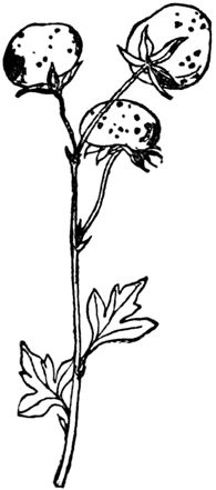 Эдвард Лир - Чистый nonsense (сборник)