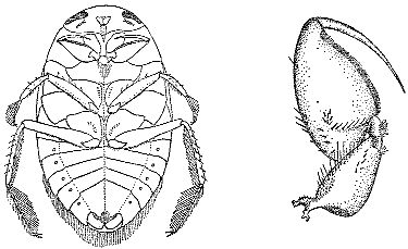 Марк Махлин, Людмила Солоницына - Аквариум в школе