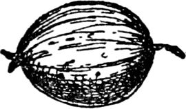 Эдвард Лир - Чистый nonsense (сборник)