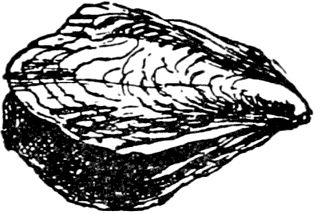 Эдвард Лир - Чистый nonsense (сборник)