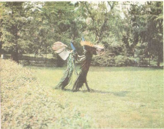 Бернгард Гржимек - От кобры до медведя гризли