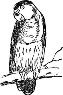 Эдвард Лир - Чистый nonsense (сборник)