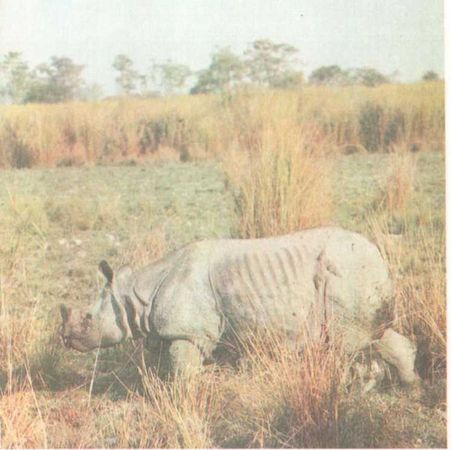 Бернгард Гржимек - От кобры до медведя гризли